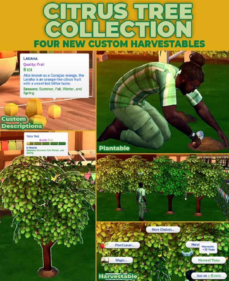 Robin's Citrus Tree Collection