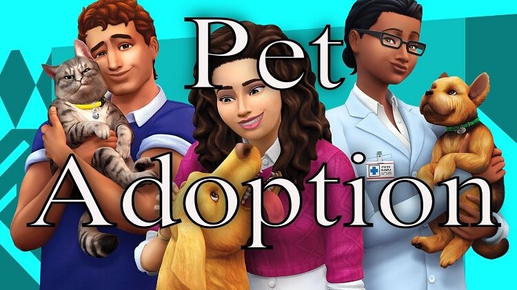 Finding a Pet to Adopt